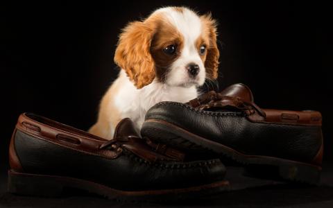 动物，狗，小狗，西班牙猎狗，鞋子