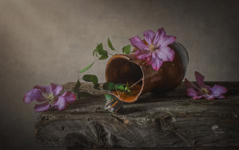 Inna Sukhova，水罐，分支，花卉，铁线莲，蜗牛，板