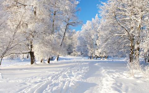树木，雪，路径，冬季，性质，路径