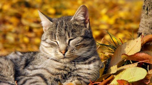 猫，脸，小胡子，耳朵，叶子，秋，太阳，美女，睡眠