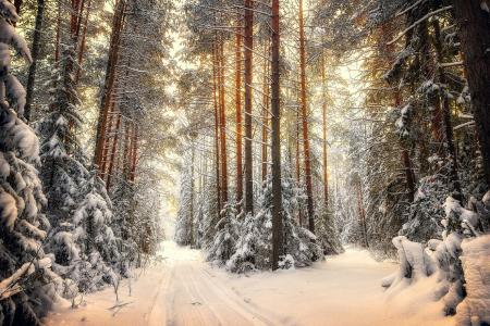 在十字路口，雪，冬天，森林，道路，冷，光，树木，尼古拉·普什卡列夫