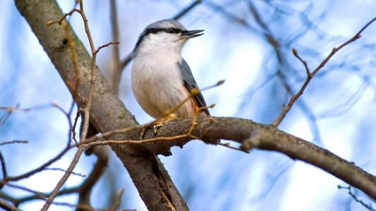 小鸟，白色的肚子，坐在一棵树上