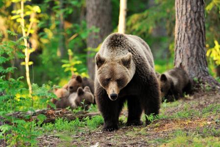 动物，捕食者，熊，熊，小熊，幼崽，森林，自然，树木
