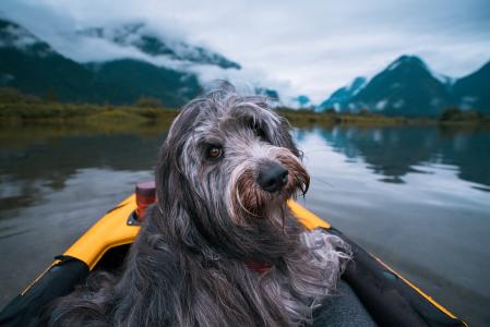 狗，船，湖，河，早晨，雾，山