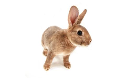 装饰兔子，米色，有耳的生物，惊讶的眼睛