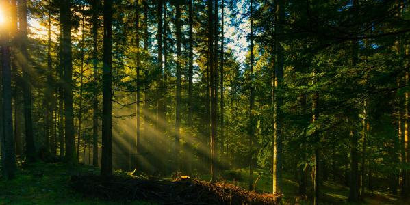 森林，树木，光线，自然，眩光