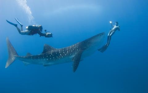 照片，水下，潜水，鲨鱼，鲸鲨，超级照片