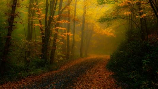 在秋天，在秋天的森林里