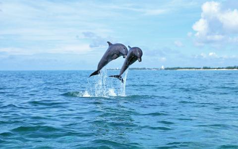 海豚，跳过水，喷雾