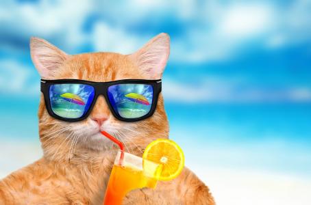 夏天，猫，休息，饮料，海滩
