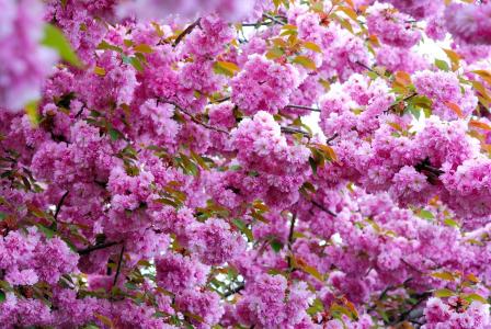 鲜花盛开，粉红色，树枝，壮观