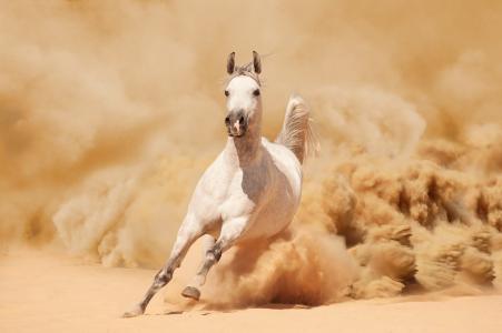 马，坎特，奔跑，马，野马，沙子，尘土