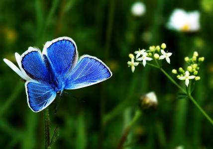 蝴蝶，蓝色，鲜花，树枝，白色