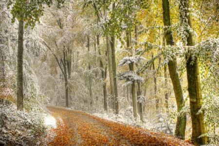 性质，秋季，森林，树木，路，叶子，雪