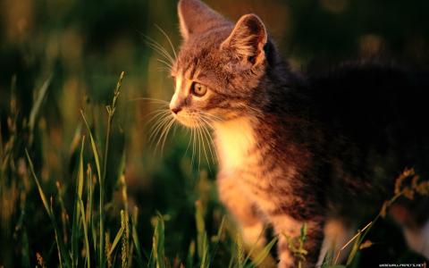 阳光，小猫，在草地上