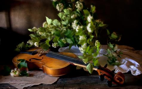 小提琴，音乐，音乐，夏天，鲜花，静物，Eleonora Grigorjeva