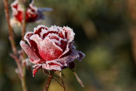 玫瑰覆盖着霜，霜