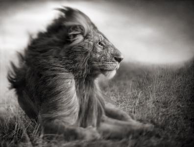 狮子，野兽之王，捕食者，宏观照片，黑色和白色背景，性质，大草原