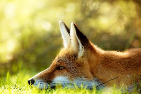 狐狸，耳朵，红色