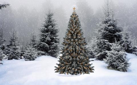 冷杉，雪，圣诞树，新的一年