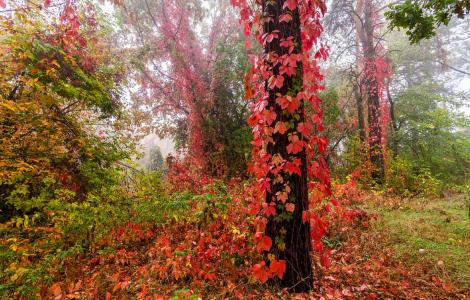 葡萄秋天，森林，秋天，雾，安东佩特鲁斯