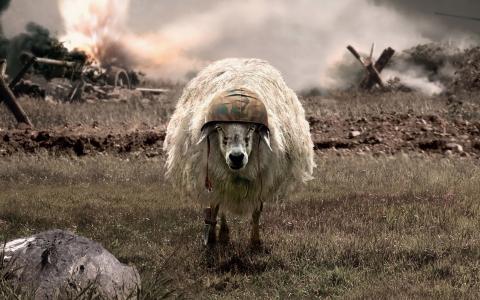 羊，头盔，爆炸，伪装