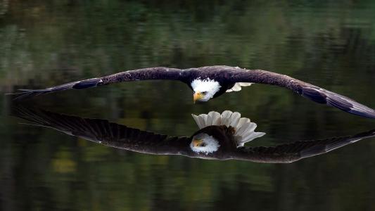 老鹰，飞行，水，反射，世界的鸟类