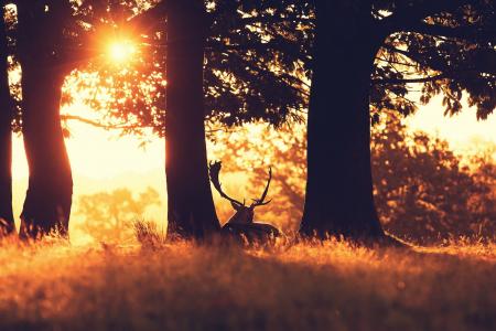 鹿，森林，日落，性质