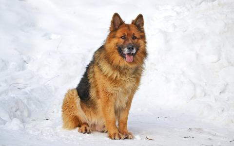 德国牧羊犬，狗，雪，冰