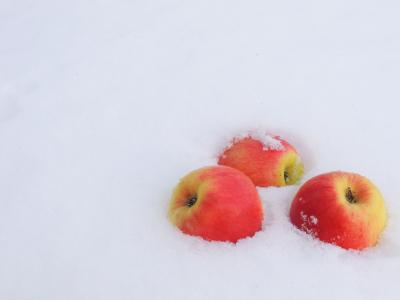 冬天，霜，雪，苹果