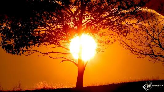 太阳，自然，树