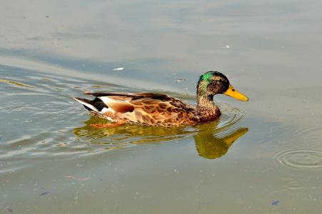 鸭，绿头鸭，池塘