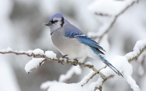 分支，冬天，雪，鸟
