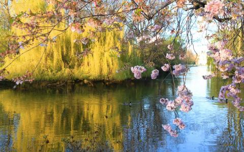 春天，鲜花，粉红色，树枝，鸭子