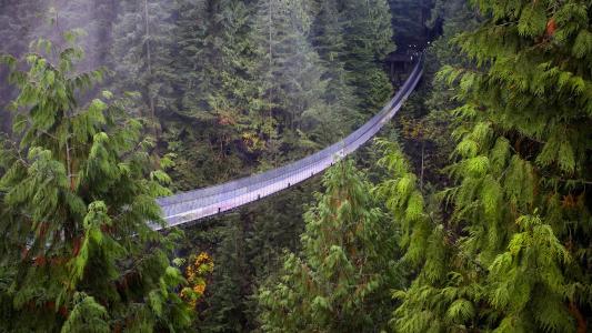 温哥华，森林，悬索桥，不列颠哥伦比亚省