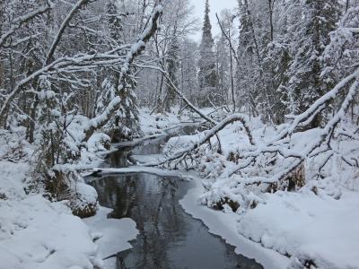 森林，树木，snowdrifts，雪，小河，冬天
