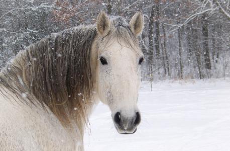 马，冬天，马，白马，枪口，鬃毛，白马，雪