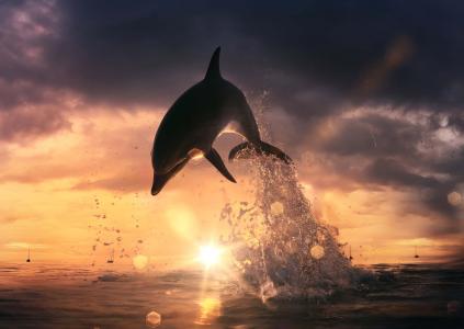 海豚，海，水，喷雾，美丽