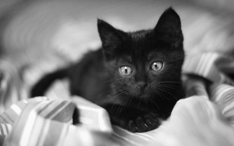 条纹的床罩，黑色的小猫