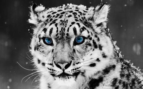 豹，蓝眼睛