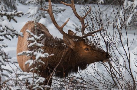 鹿，麋鹿，加拿大，冬天，森林，雪，叶夫根