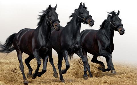 三匹马，黑色，有光泽，种马
