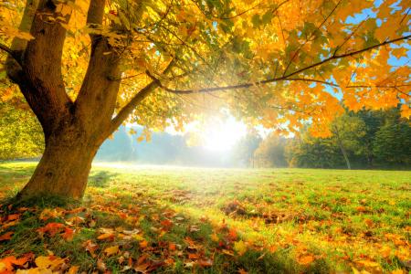 性质，秋季，树，枫树，光