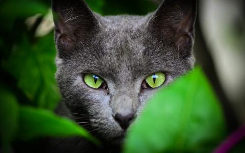 绿眼睛，猫