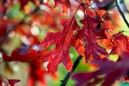 秋天，树枝，叶子，橡木，散景，滴，水