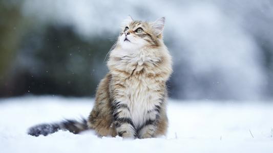 猫，冬天，模糊，看，自然，美女