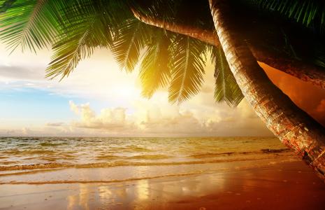 海滩，海，海，海洋，棕榈，夏天，夏天，棕榈树，海滩，天空，日落，多云，云