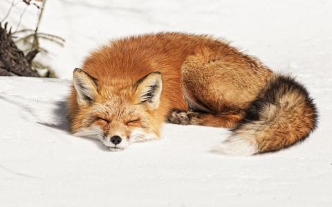 雪，冬天，狐狸