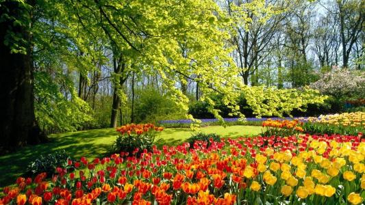 春天，公园，性质，郁金香，鲜花，美丽