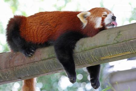 日志，语言，firefox，睡觉，睡觉，小熊猫，红熊猫